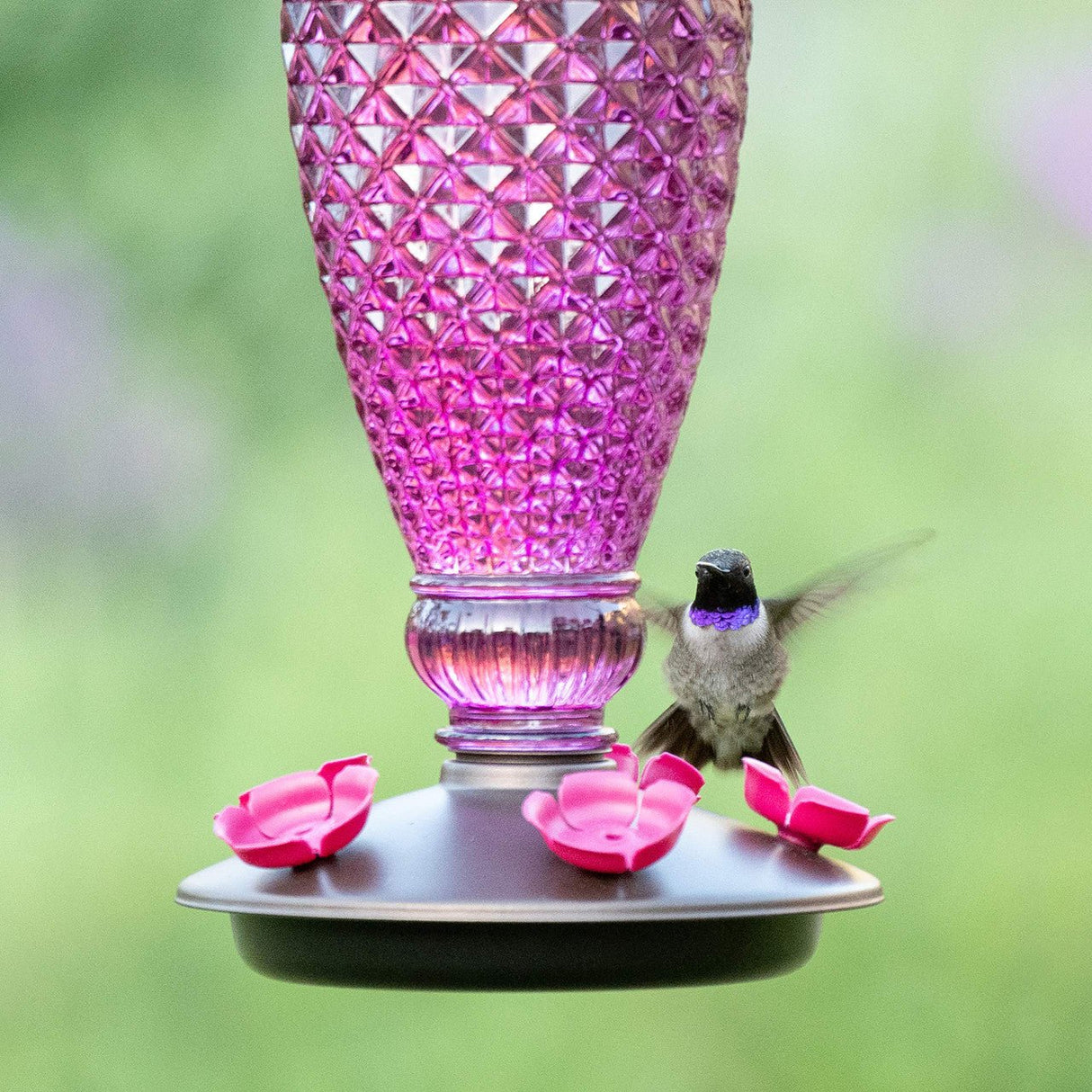Purple Perky-Pet Diamond Wine Top-Fill Glass Hummingbird Feeder with a hummingbird feeding from one of the flower-shaped ports.