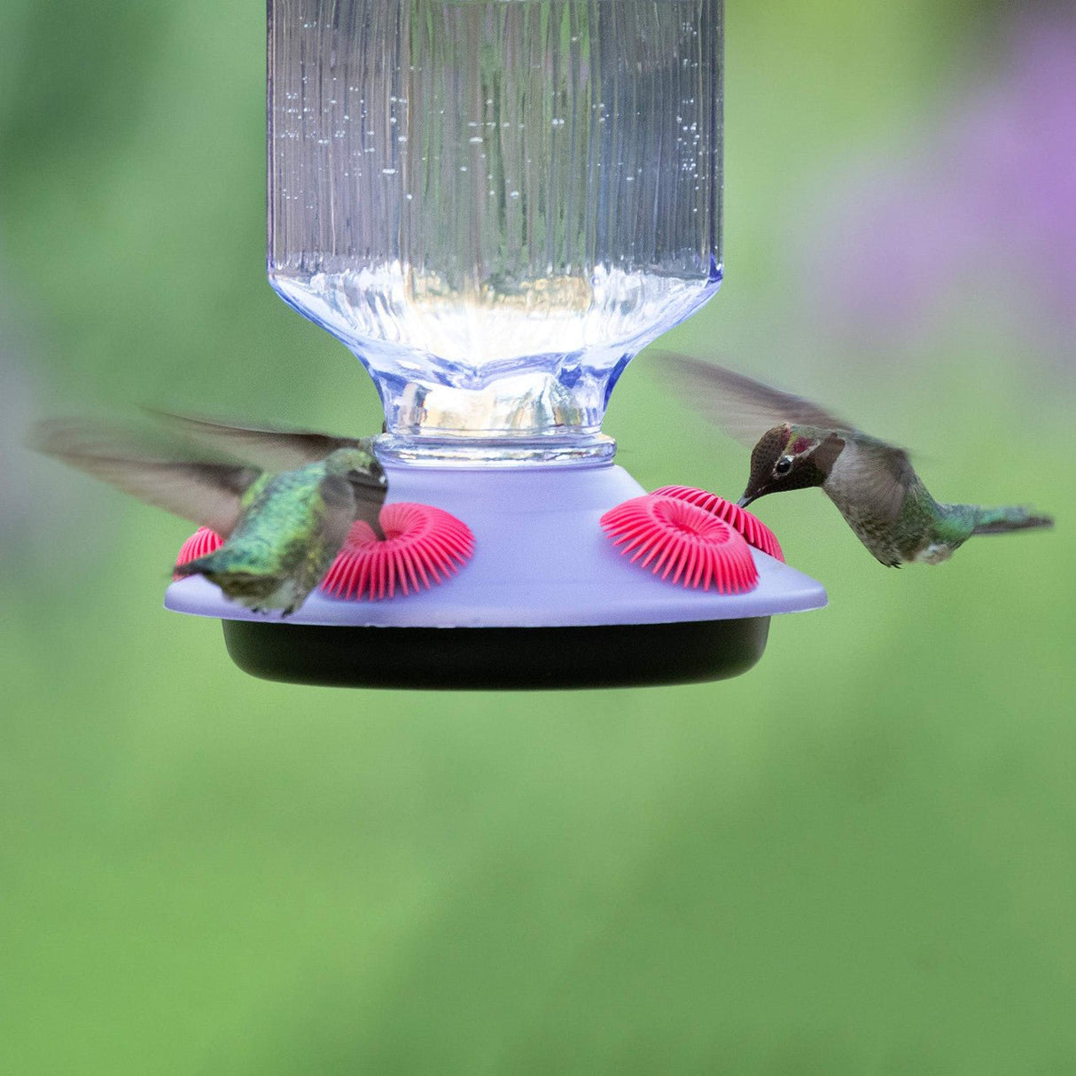 Perky-Pet Lavender Field Top-Fill Glass Hummingbird Feeder 16 oz - JCS Wildlife