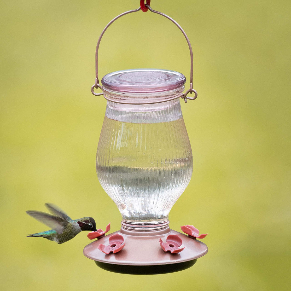 Hummingbird feeding from Perky-Pet Rose Gold Top-Fill Glass Hummingbird Feeder 24 oz filled with nectar