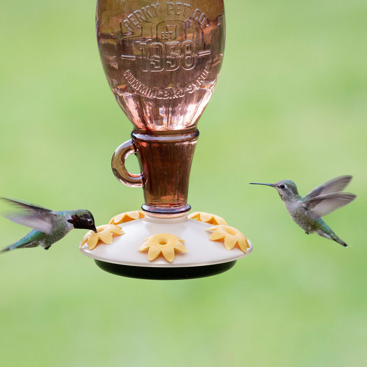 Two hummingbirds feeding from the Perky-Pet Sugar Maple Top-Fill Glass Hummingbird Feeder hanging in a garden.
