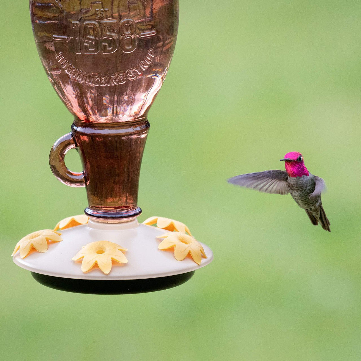 Hummingbird approaching Perky-Pet Sugar Maple Top-Fill Glass Hummingbird Feeder in a garden