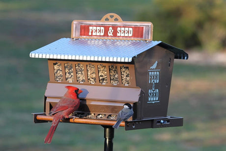 Woodlink Rustic Farmhouse Absolute Feed & Seed Squirrel-Resistant Feeder with birds feeding.