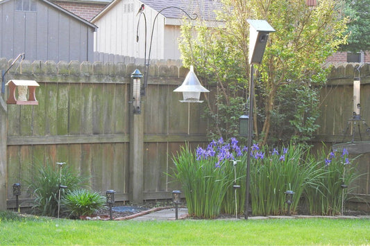 Creating a Bird-Friendly Yard: Tips and Tricks - JCS Wildlife