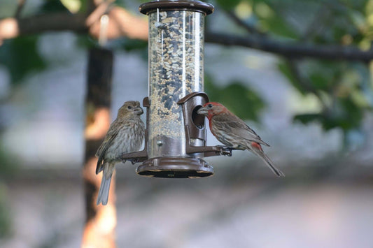 Invasion of the Bird (and Some Plant) Snatchers - JCS Wildlife