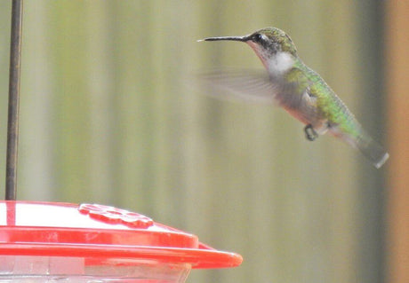 Nourishing Nectar - A Hummingbird's Sweet Diet |JCs Wildlife - JCS Wildlife