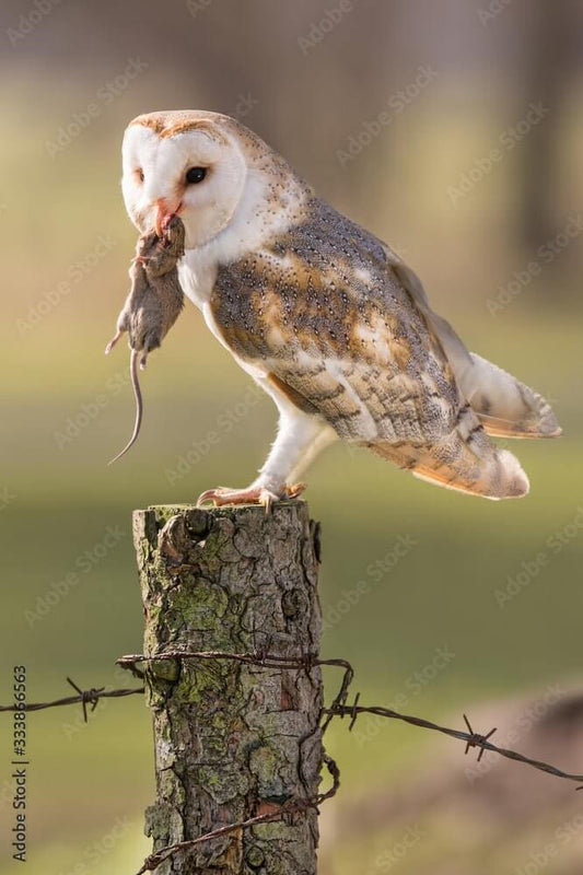 Barn Owl Nesting Box House | Offer Owls a Home| JCs Wildlife - JCS Wildlife