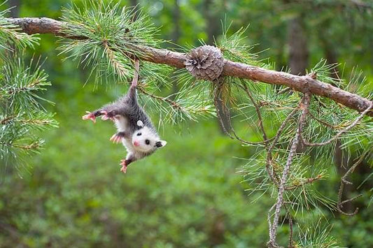 Your Possum Needs a House! - JCS Wildlife