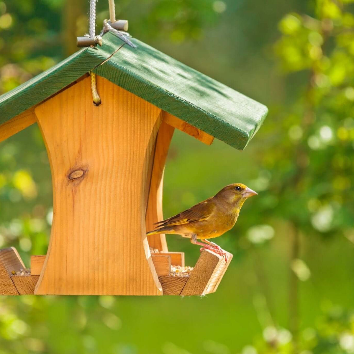 Bird Friendly Backyard Projects | JCs Wildlife