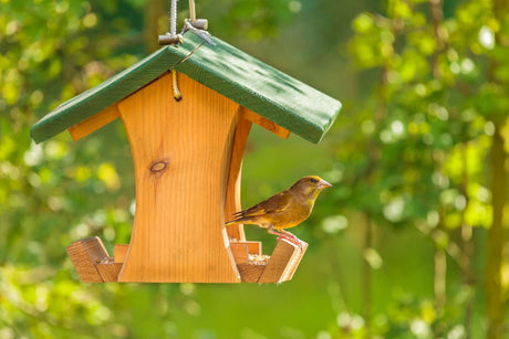 Bird Friendly Backyard Projects | JCs Wildlife - JCS Wildlife