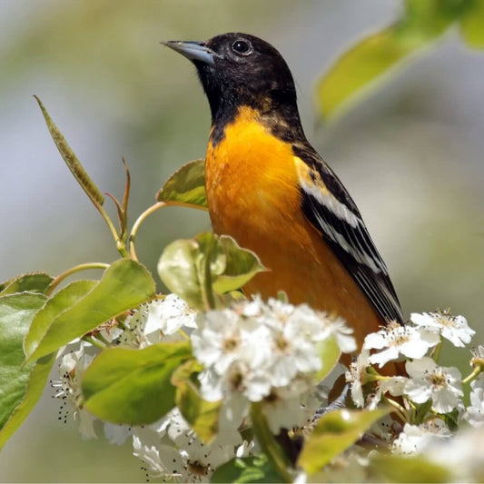 Orioles: Jewels of the Summer Sky - JCS Wildlife