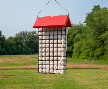 Hummingbird Migration - Where do they go? | JCs Wildlife - JCS Wildlife