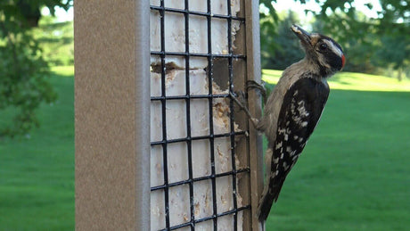 How to Clean Bird Feeders and Bird Baths During Summer - JCS Wildlife