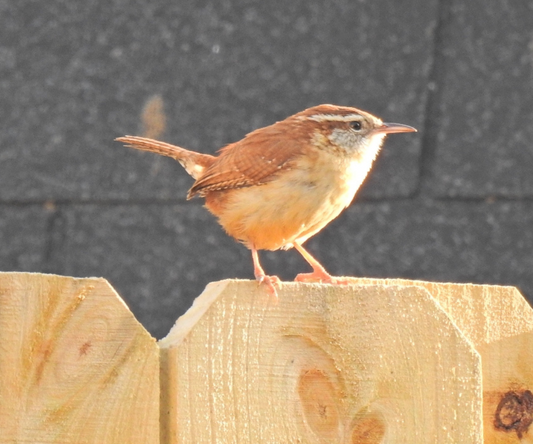 A Carolina Wren perched on a wooden fence, showcasing its charming features in natural light.