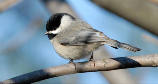 A close-up of a charming chickadee perched on a branch, showcasing its distinctive black and grey plumage.