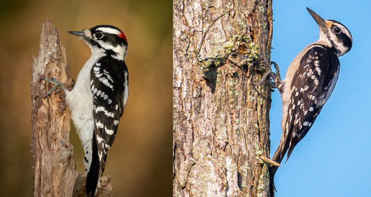 Downy vs. Hairy Woodpeckers: A Feathered Guide for Bird Lovers
