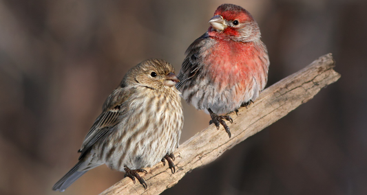 Meet the House Finch: A Common Backyard Visitor