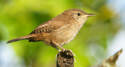 The House Wren: A Tiny Bird with a Big Personality