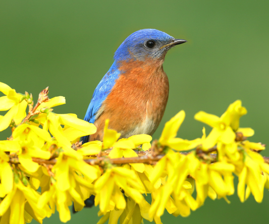 Male Eastern Bluebird perched on a branch with bright yellow flowers blooming.