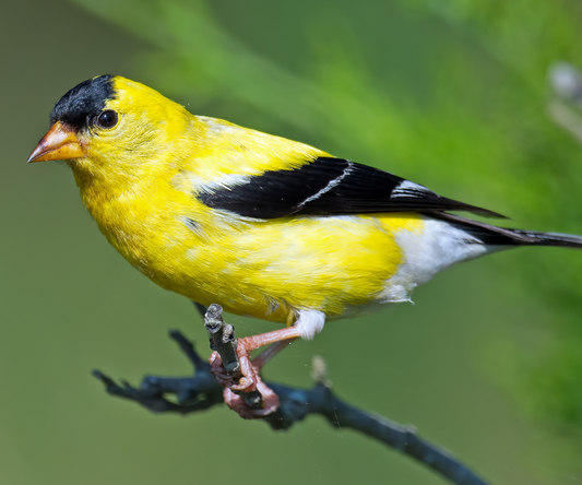 Male American Goldfinch in Summer plumage perched on a twig.