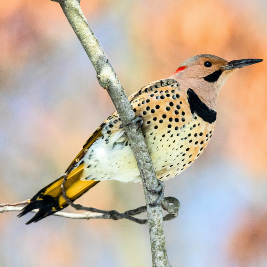 Meet the Northern Flicker: Nature’s Flashy Woodpecker