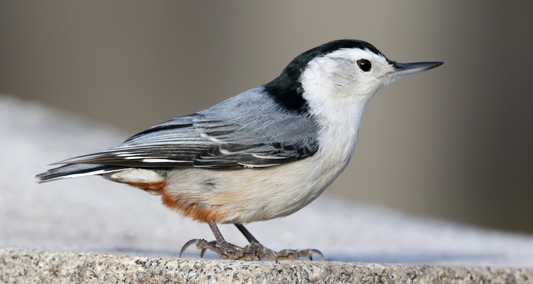 Meet the Nuthatch: A Tale of Two Charming Backyard Birds