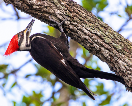 Pileated Woodpecker: The Majestic Drummer of the Forest