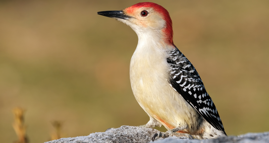 Meet the Red-Bellied Woodpecker: A Backyard Favorite with a Misleading Name