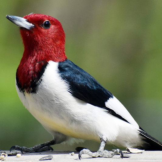 Meet the Red-Headed Woodpecker: Nature’s Flashiest Drummer