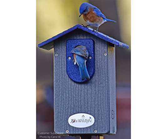 Image of a JCS Wildlife Ultimate Bluebird House Nesting Box with a female Eastern Bluebird looking inside while a male Eastern Bluebird perches on the roof