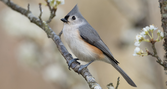 Meet the Tufted Titmouse: A Cheerful Visitor to Your Backyard