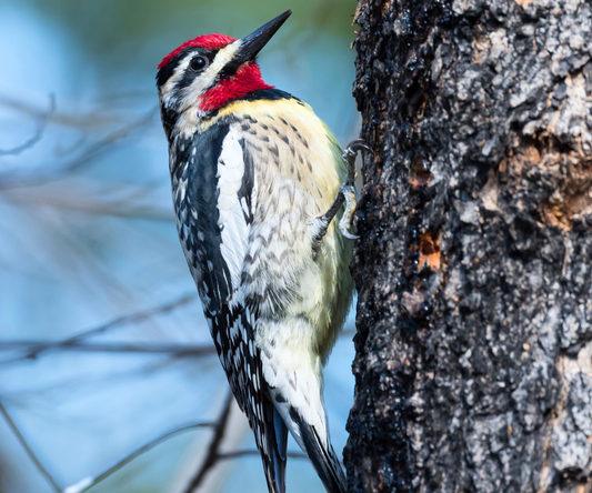 Meet the Yellow-Bellied Sapsucker: Nature’s Tree-Tapping Troubadour