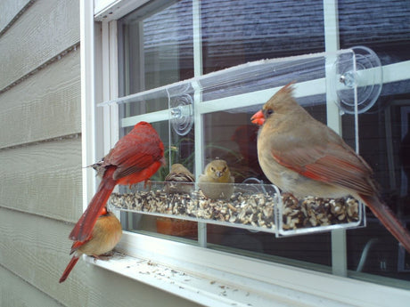 Birding: Up Close and Personal! Window Feeders - JCS Wildlife
