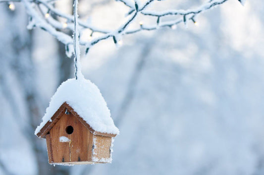 WinterProofing Your Birdhouse - JCS Wildlife