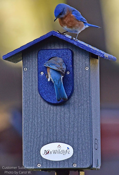 Bird Housekeeping - How To Keep Your Birdhouses Clean - JCS Wildlife