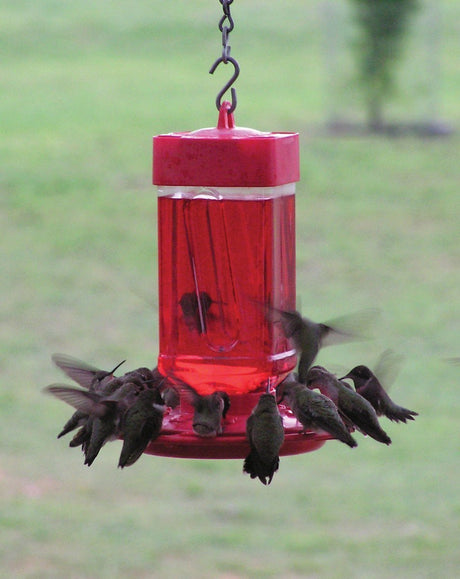 It's Farewell to Hummingbirds Season - JCS Wildlife