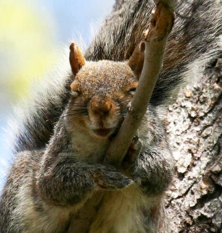 January 21: Squirrel Appreciation Day! - JCS Wildlife