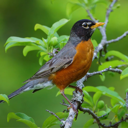 The American Robin: How well do you know this common backyard bird? - JCS Wildlife