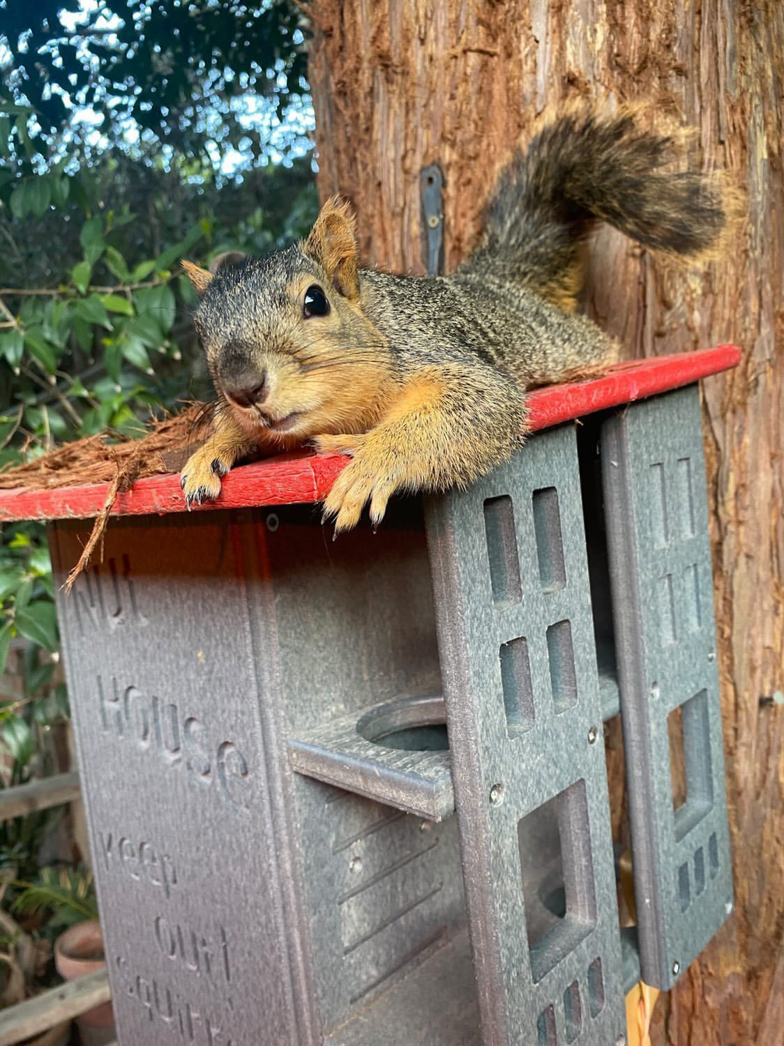 JCS  Wildlife Ultimate Squirrel House Nesting Box