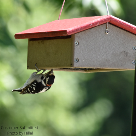 JCS Wildlife Recycled Upside Down Single Suet Feeder