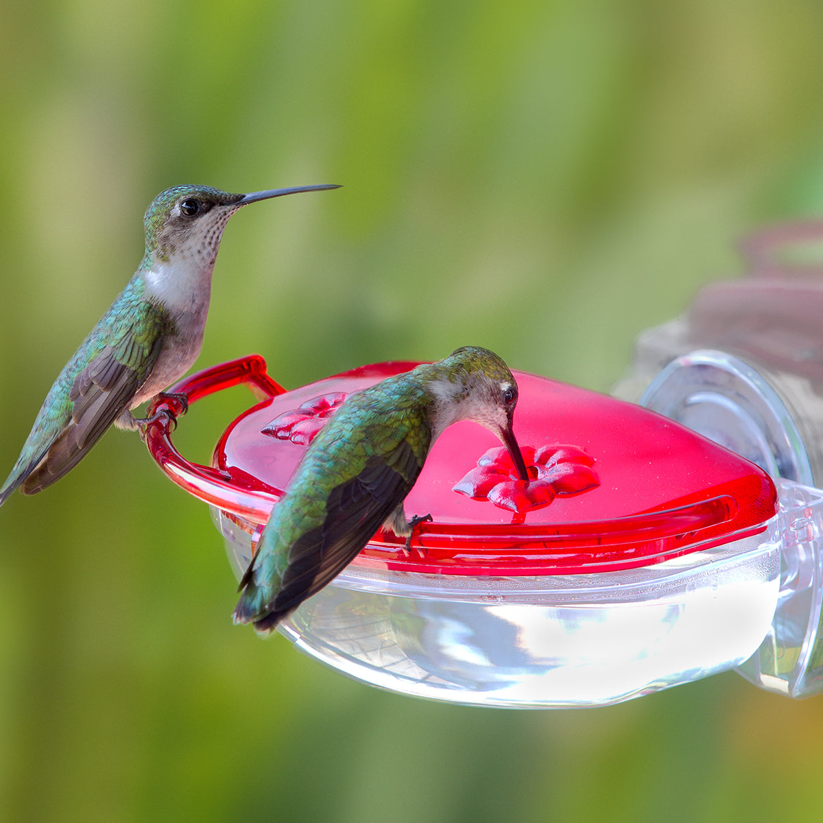 Aspects Gem Window Hummingbird Feeder 4oz - Adorable & Compact