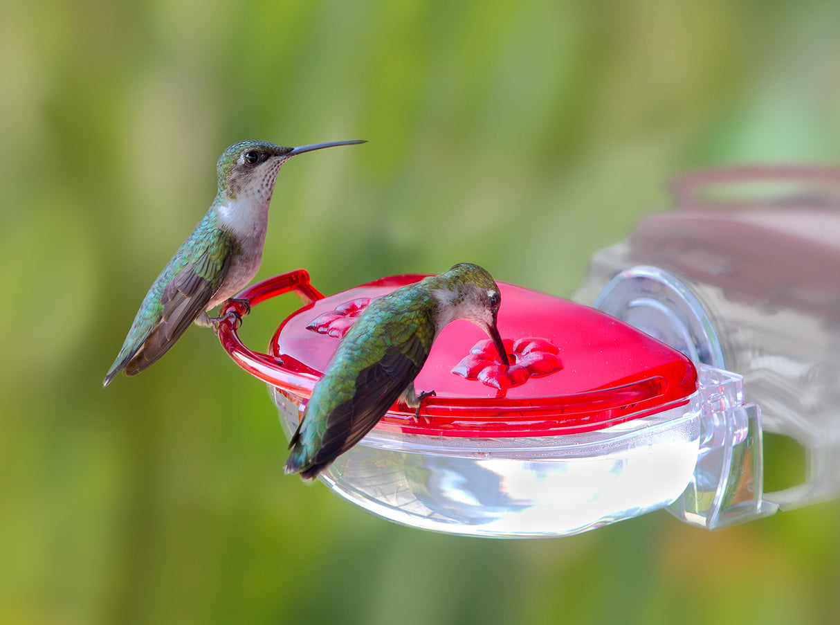 Aspects Gem Window Hummingbird Feeder 4oz.