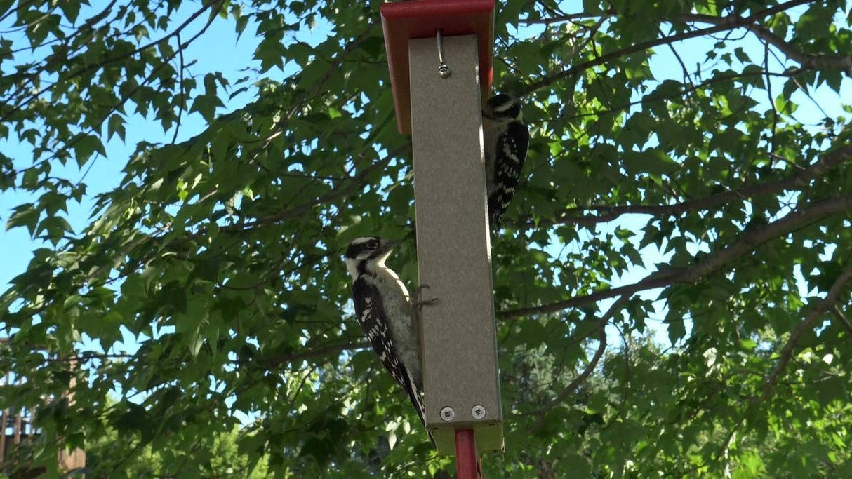 JCS Wildlife Recycled Double Suet Feeder Bird Feeder with Tail Prop