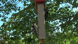 JCS Wildlife Recycled Double Suet Feeder Bird Feeder with Tail Prop