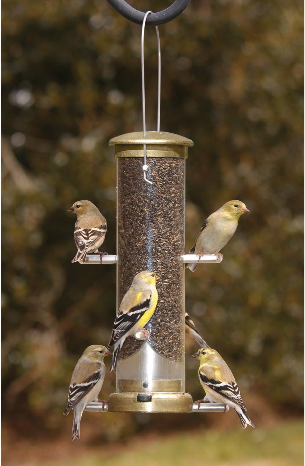 Aspects 401 Antique Brass Quick Clean Nyjer Tube, Small