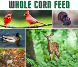 JCS Wildlife Critter Corn - Loose Shelled Corn 40 lbs - Grown in Southern Indiana