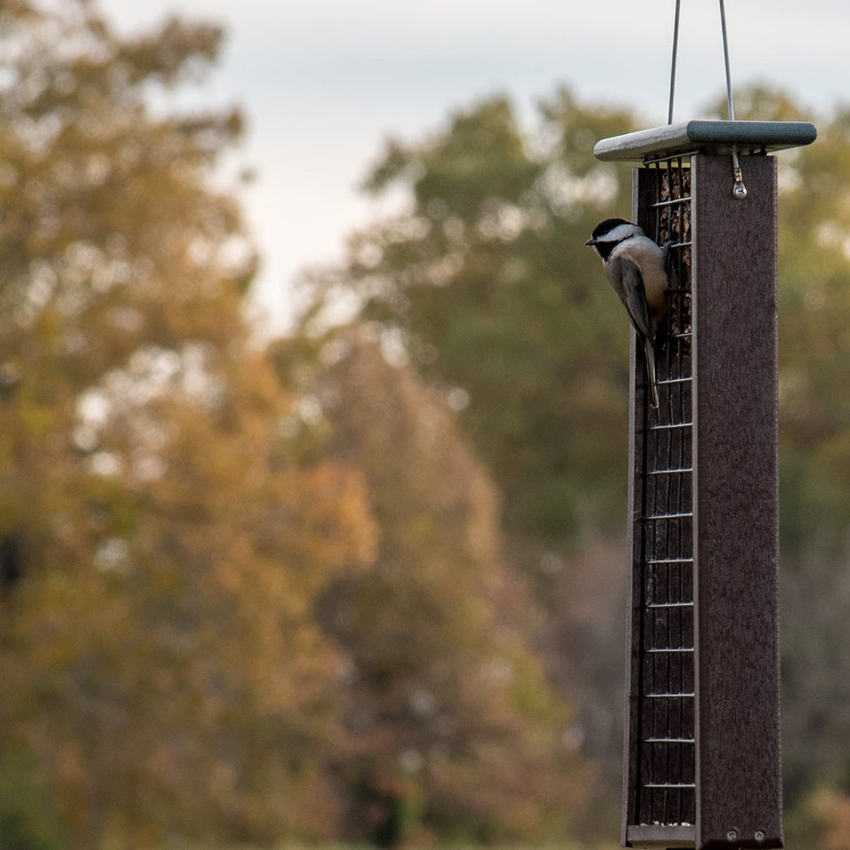 JCS Wildlife Triple Recycled Suet Feeder with Tail Prop