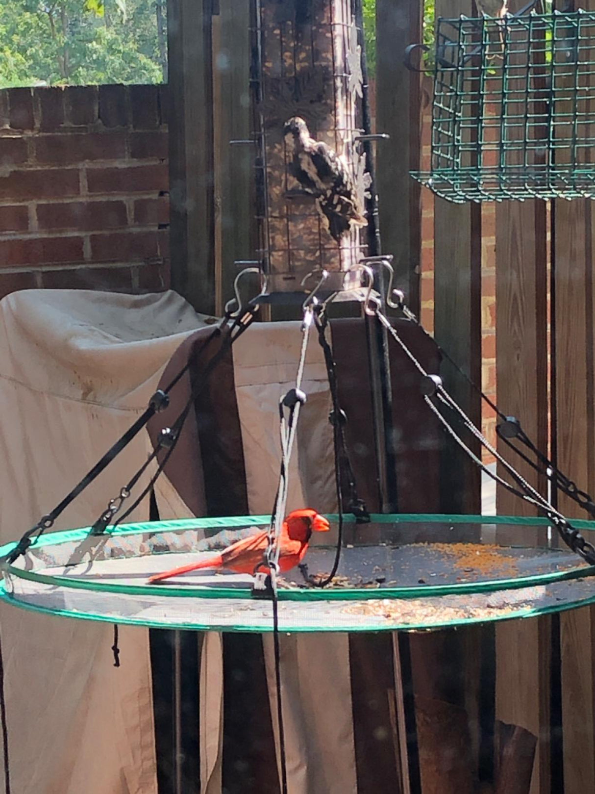 Songbird Essentials Universal Seed Hoop for Bird Feeders