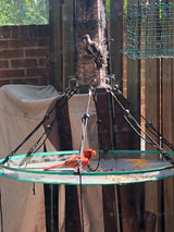 Songbird Essentials Universal Seed Hoop for Bird Feeders