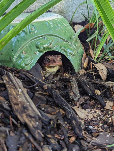 Ceramic Toad House