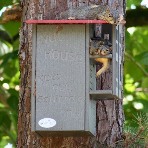 JCS  Wildlife Ultimate Squirrel House Nesting Box